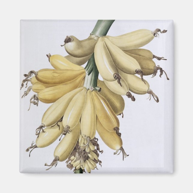 Imán Banana, 1816 (Frente)