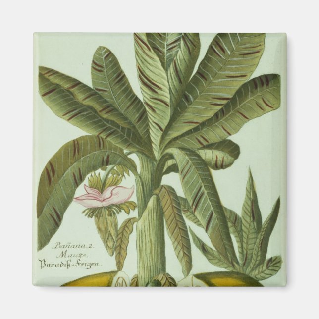 Imán Banana, de Phytanthoza Iconographi de J. Weinmann (Frente)