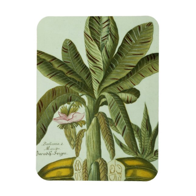 Imán Banana, de Phytanthoza Iconographi de J. Weinmann (Vertical)