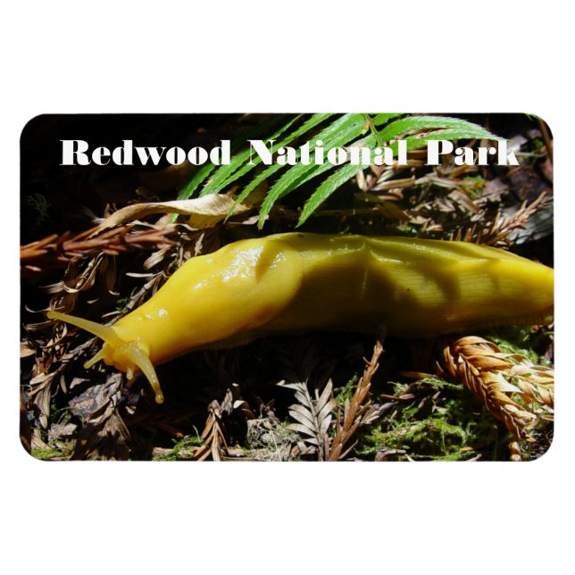 Imán Banana Slug (Horizontal)