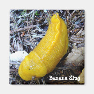 Imán Banana Slug Magnet