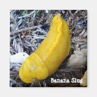 Imán Banana Slug Magnet