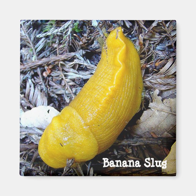 Imán Banana Slug Magnet (Frente)