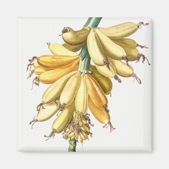 Imán Bananas (Frente)