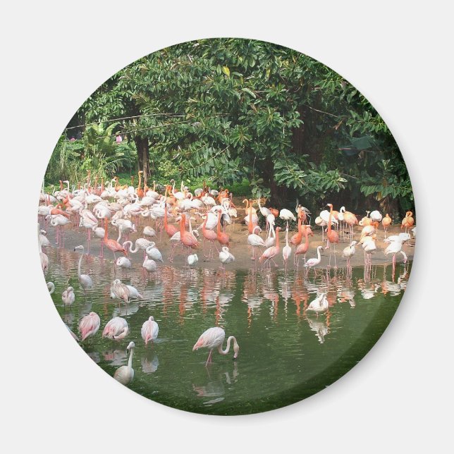 Imán bandada de flamencos (Frente)