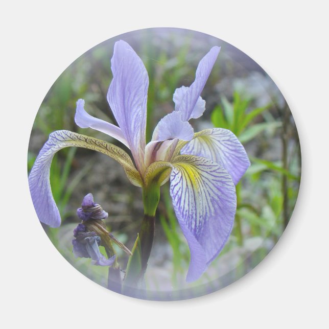 Imán Bandera azul - Iris salvaje (Frente)