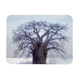 Imán Baobab (Adansonia Digitata), Luanda