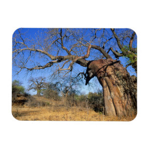 Imán Baobab (Adansonia Digitata), Parque Nacional Kruge