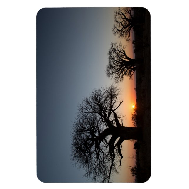 Imán Baobabs sagrados (Vertical)