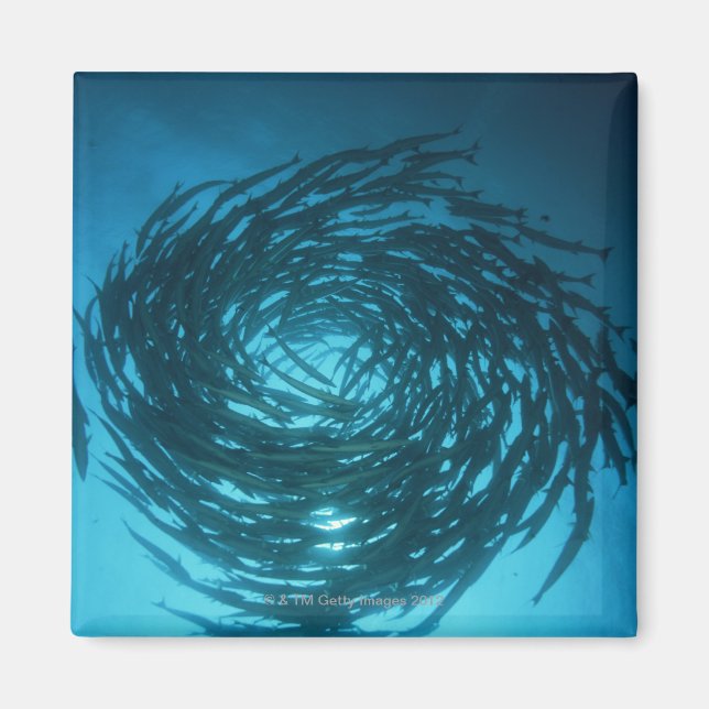 Imán Baracuda negra nadando en círculos (Frente)