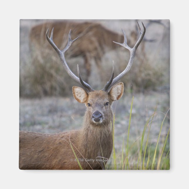 Imán Barasingha o Barasinga (Rucervus) (Frente)