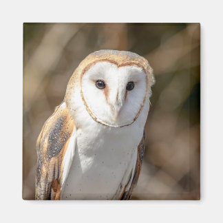 Imán Barn Owl