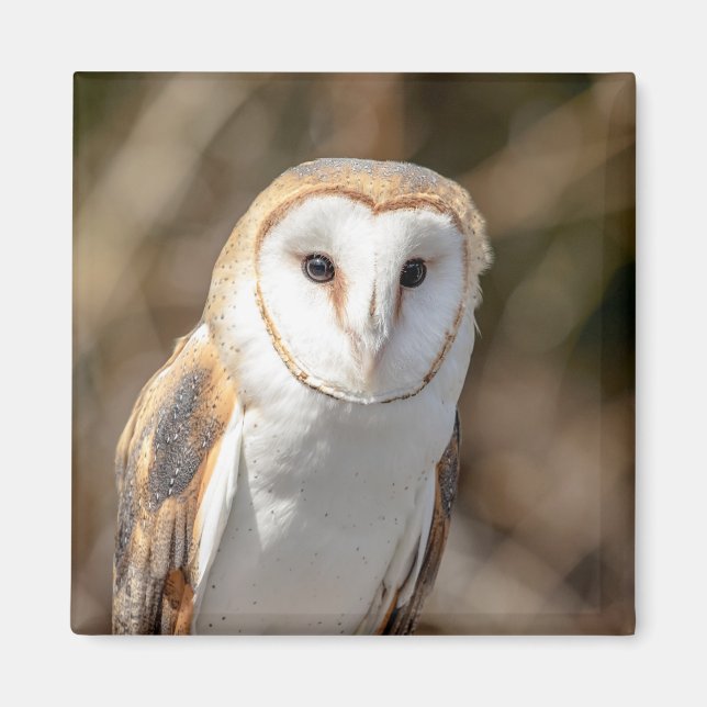 Imán Barn Owl (Frente)
