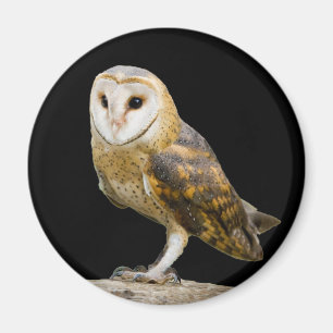 Imán Barn Owl