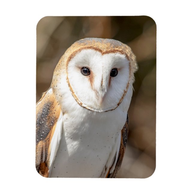 Imán Barn Owl (Vertical)