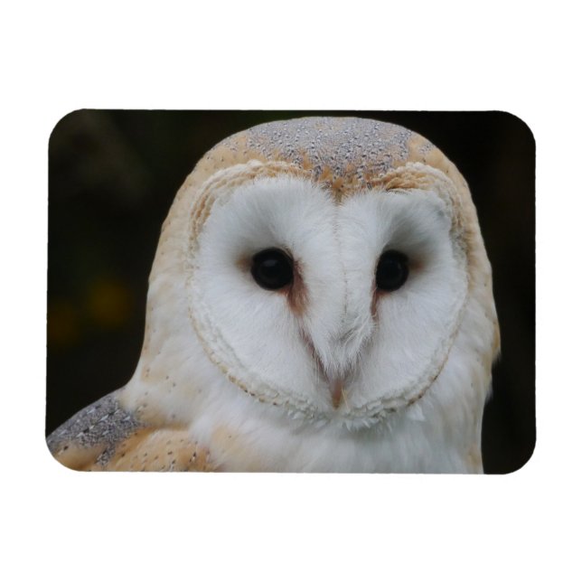 Imán Barn Owl Magnet  (Horizontal)