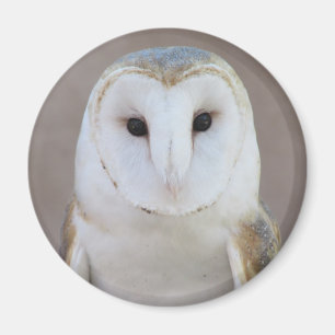 Imán Barn Owl Magnet