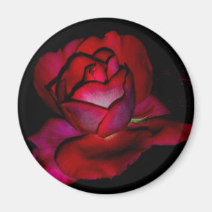 Imán Baronesa Rothschild Rose