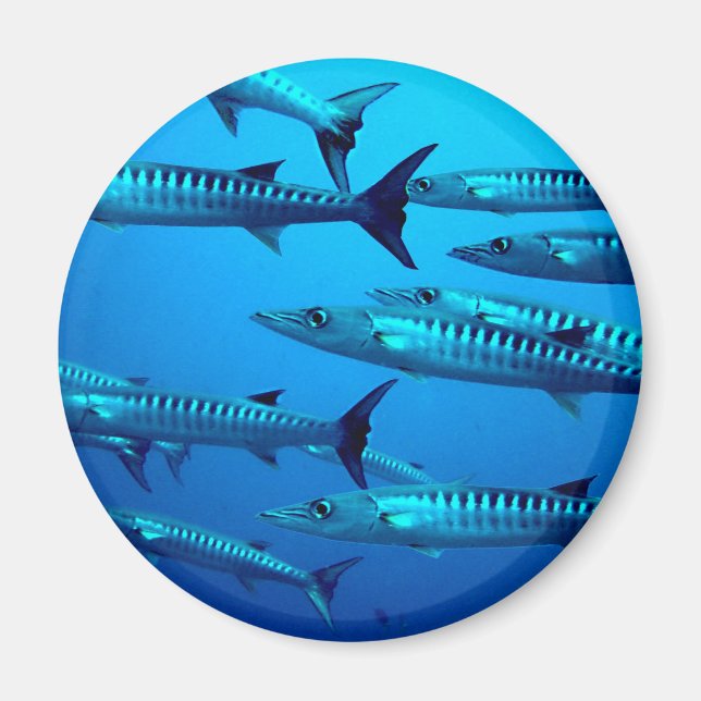 Imán barracuda buceo profundo mar océano agua tropical  (Frente)