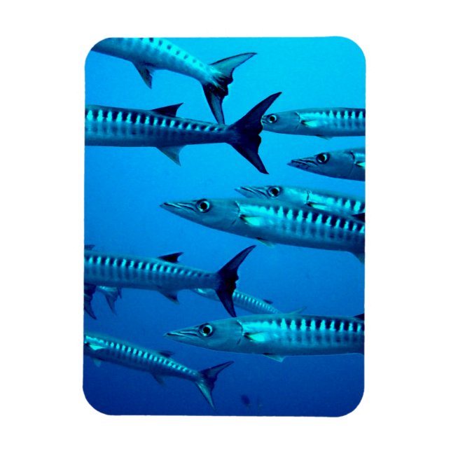 Imán Barracudas (Vertical)