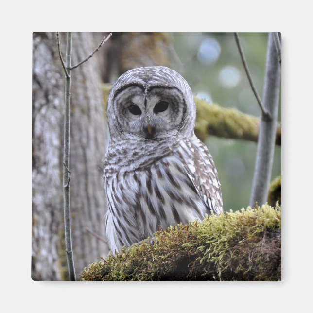Imán Barred Owl Lovers Magnet (Frente)