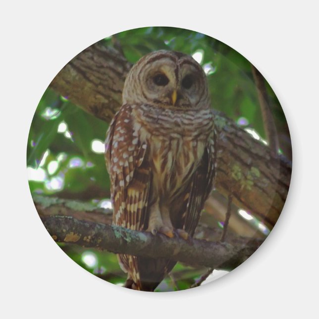Imán Barred Owl Magnet (Frente)
