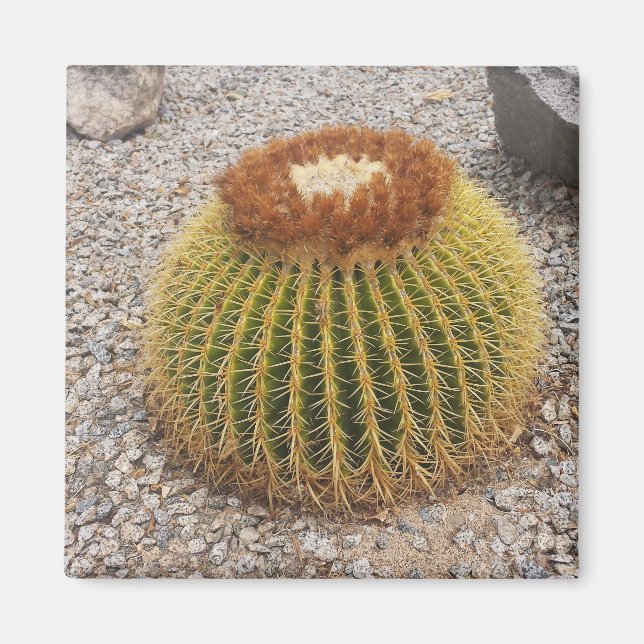 Imán Barrel Cactus (Frente)