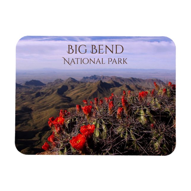 Imán Barrera sur, flores de cactus, Parque Nacional Big (Horizontal)