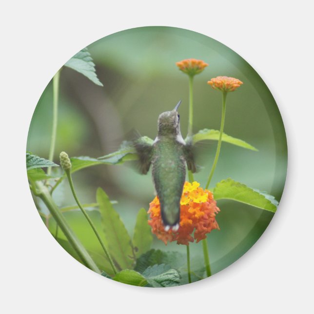 Imán Barrido de verano (Frente)