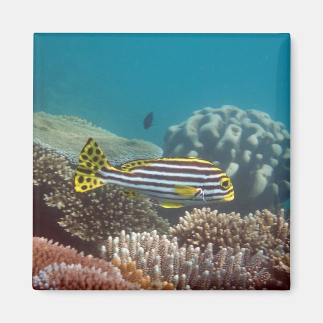 Imán Barrido diagonal de suéter (Plectorhinchus lineatu (Frente)