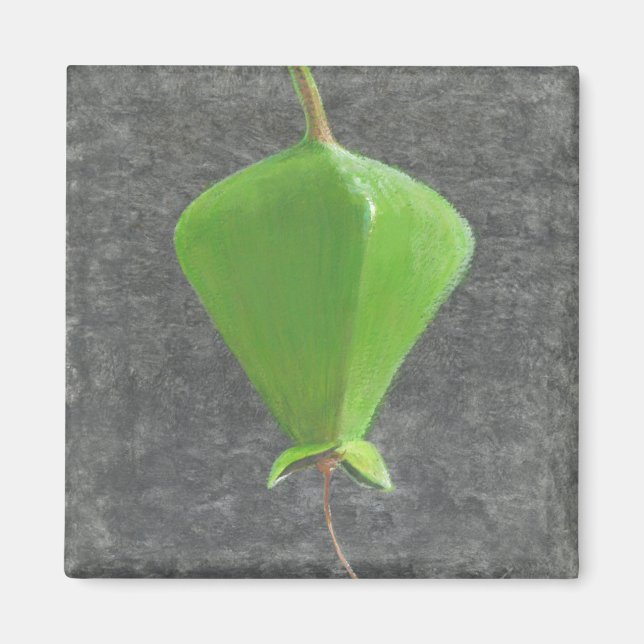 Imán Barringtonia Acutangula (Frente)