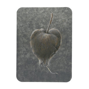 Imán Barringtonia Acutangula 2