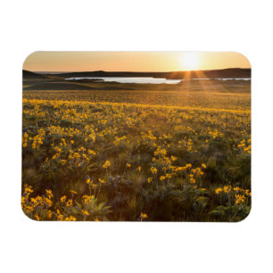 Imán Base De Arrowleaf Balsamroot Flores Silvestres