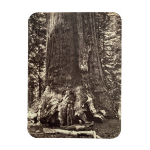 Imán Base del Gigante Grizzly, de 'The Yosemite Book