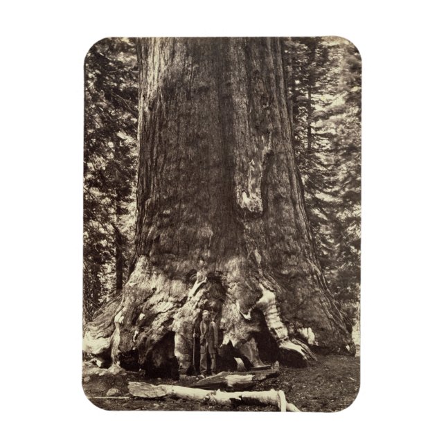 Imán Base del Gigante Grizzly, de 'The Yosemite Book (Vertical)