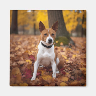 Imán Basenji en otoño se inspira la caída de las hojas