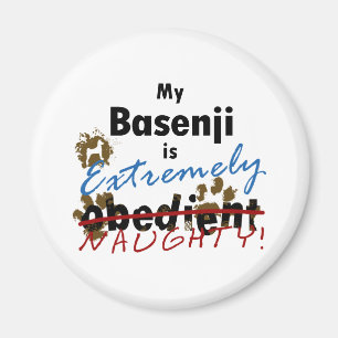Imán Basenji extremadamente travieso