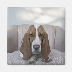 Imán Basset Hound
