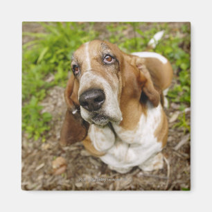 Imán Basset Hound 2