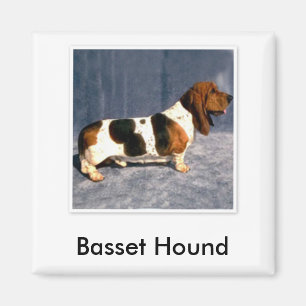 Imán basset_hound 2, Basset Hound