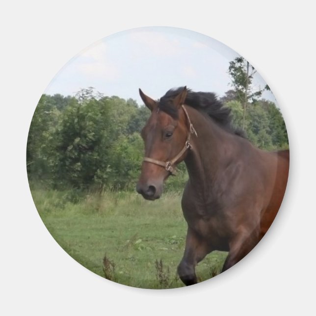 Imán Bay Horse Magnet (Frente)
