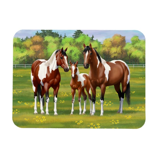 Imán Bay Pinto Paint Quarter Caballos En Pastor De Vera (Horizontal)