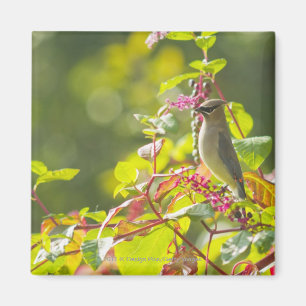 Imán Bayas del Waxwing y del empuje de cedro en un