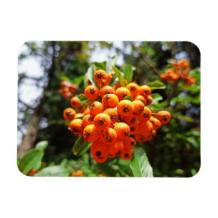 Imán Bayas Silvestres Naranjas Botánica Otoñal Naturale