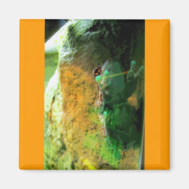 Imán BCO de rana de escalada (Frente)