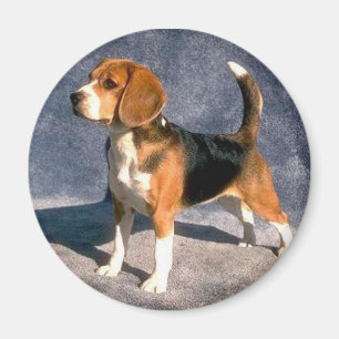 Imán beagle