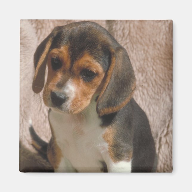 Imán Beagle (Frente)