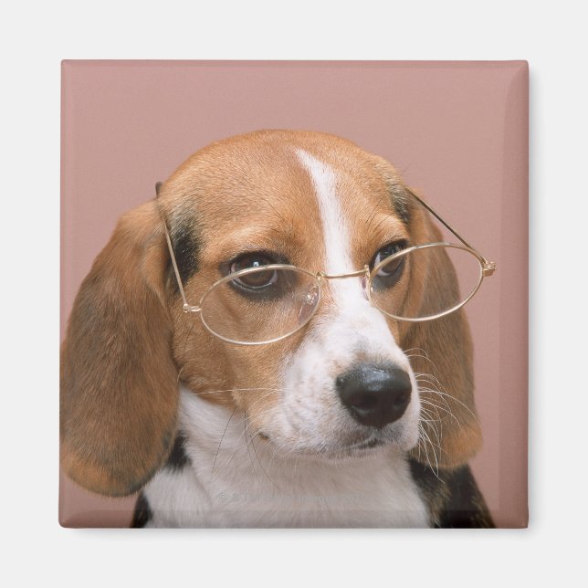 Imán Beagle (Frente)