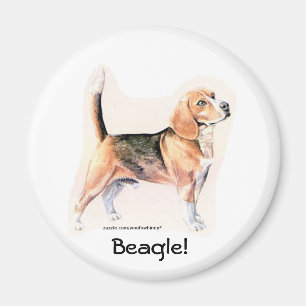Imán Beagle