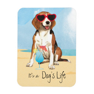 Imán Beagle del verano